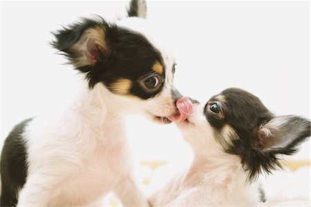 deux animaux - Chihuahua Photographie de stock - Premium Libres de Droits, Code: 622-08123422