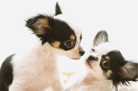 play with dog - Chihuahua Stock Photo - Premium Royalty-Free, Code: 622-08123423