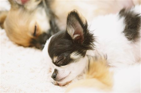 puppy and child - Chihuahua Stock Photo - Premium Royalty-Free, Code: 622-08123431