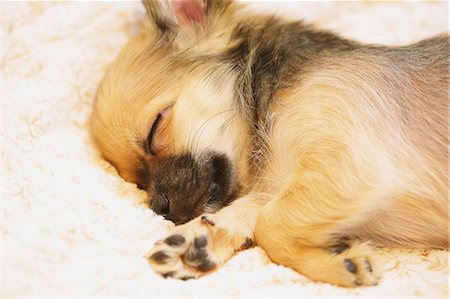 puppy not studio nobody - Chihuahua Stock Photo - Premium Royalty-Free, Code: 622-08123432