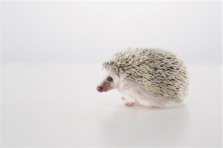 Hedgehog Stock Photo - Premium Royalty-Free, Code: 622-08519665