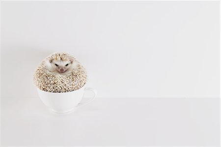 Hedgehog Photographie de stock - Premium Libres de Droits, Code: 622-08519668
