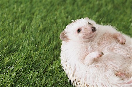 Hedgehog on grass Photographie de stock - Premium Libres de Droits, Code: 622-08519676
