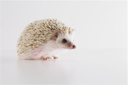 feet view from behind - Hedgehog Stock Photo - Premium Royalty-Free, Code: 622-08519670