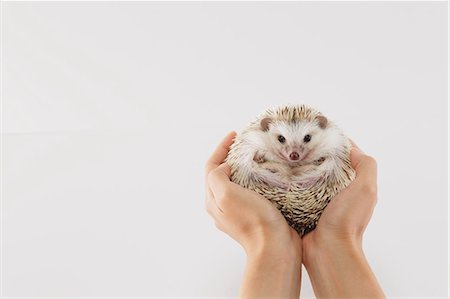 Hedgehog Stock Photo - Premium Royalty-Free, Code: 622-08519672