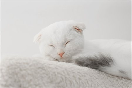 sleeping with kittens - Scottish fold Stock Photo - Premium Royalty-Free, Code: 622-08542939