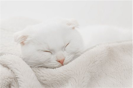 Scottish fold Stock Photo - Premium Royalty-Free, Code: 622-08542942