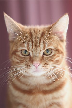 Cat in the house Stock Photo - Premium Royalty-Free, Code: 622-08657644