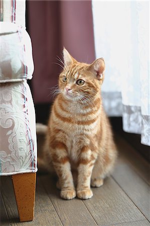 fringe - Cat in the house Foto de stock - Sin royalties Premium, Código: 622-08657647