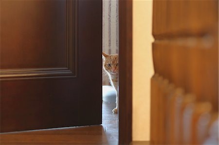 puerta - Cat in the house Foto de stock - Sin royalties Premium, Código: 622-08657642