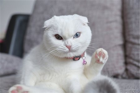 feet on sofa - Cat in the house Stock Photo - Premium Royalty-Free, Code: 622-08657668