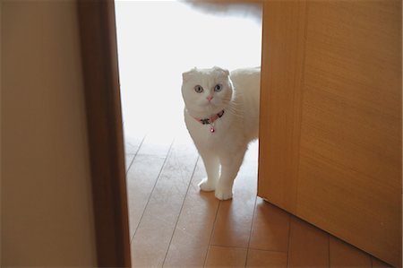 doors - Cat in the house Photographie de stock - Premium Libres de Droits, Code: 622-08657686