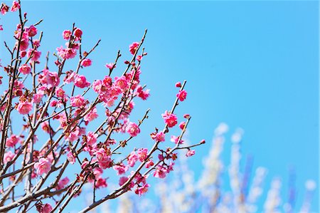 simsearch:622-06842370,k - Plum blossoms Stockbilder - Premium RF Lizenzfrei, Bildnummer: 622-08657794