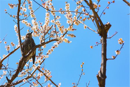 simsearch:622-07760615,k - Plum blossoms Stock Photo - Premium Royalty-Free, Code: 622-08657797