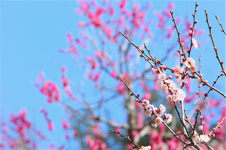 simsearch:622-07810978,k - Plum blossoms Stock Photo - Premium Royalty-Free, Code: 622-08657792