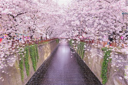 simsearch:622-08723443,k - Cherry blossoms at Meguro river, Tokyo, Japan Fotografie stock - Premium Royalty-Free, Codice: 622-08723438