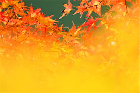 simsearch:622-07911462,k - Yellow and red Maple leaves in Okutama, Tokyo, Japan Fotografie stock - Premium Royalty-Free, Codice: 622-08839793