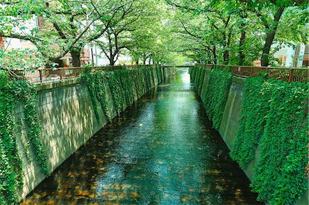 simsearch:622-06842394,k - Fresh green at Meguro river, Tokyo, Japan Photographie de stock - Premium Libres de Droits, Code: 622-08839919