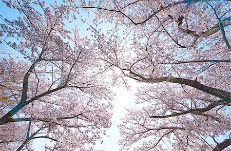 simsearch:622-08723443,k - Cherry blossoms in full bloom and blue sky Fotografie stock - Premium Royalty-Free, Codice: 622-09025306