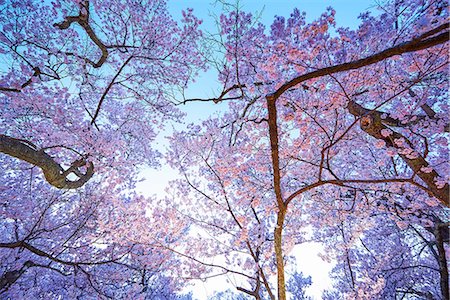 spring tree nobody flower pink sky - Cherry blossoms in full bloom Stock Photo - Premium Royalty-Free, Code: 622-09025326