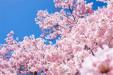 Cherry blossoms in full bloom and blue sky Foto de stock - Sin royalties Premium, Código: 622-09025320