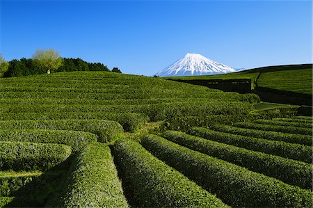 sky tea - Morning view of Mount Fuji and tea plantation on a clear day, Shizuoka Prefecture, Japan Stock Photo - Premium Royalty-Free, Code: 622-09025340