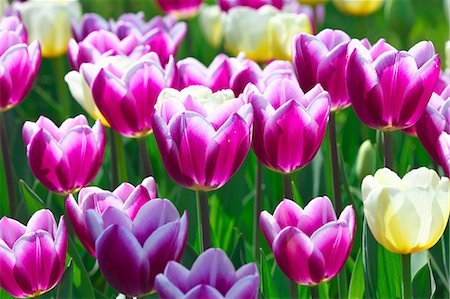 Tulip field, Japan Stock Photo - Premium Royalty-Free, Code: 622-09101115