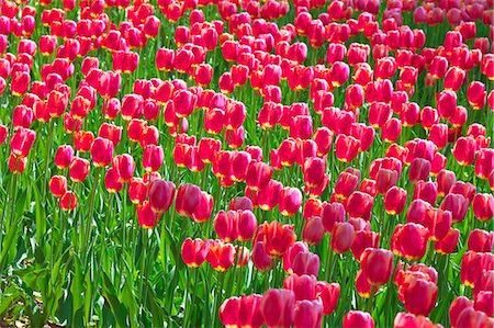 Tulip field, Japan Foto de stock - Sin royalties Premium, Código: 622-09101117