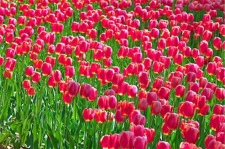 saitama - Tulip field, Japan Foto de stock - Sin royalties Premium, Código: 622-09101117