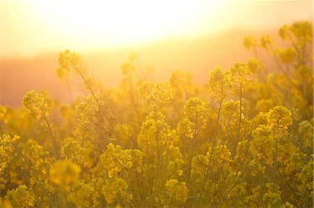 Rapeseed flowers in the sun, Kanagawa Prefecture, Japan Foto de stock - Sin royalties Premium, Código: 622-09101125