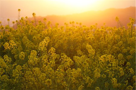 Rapeseed flowers in the sun, Kanagawa Prefecture, Japan Photographie de stock - Premium Libres de Droits, Code: 622-09101126