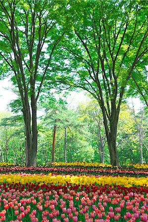 simsearch:622-06809125,k - Tulip field, Japan Foto de stock - Sin royalties Premium, Código: 622-09101123