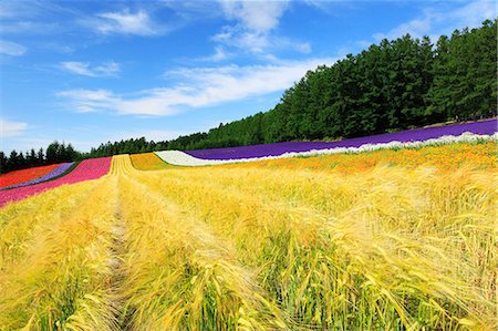 furano - Flower field, Hokkaido, Japan Foto de stock - Royalty Free Premium, Número: 622-09101138