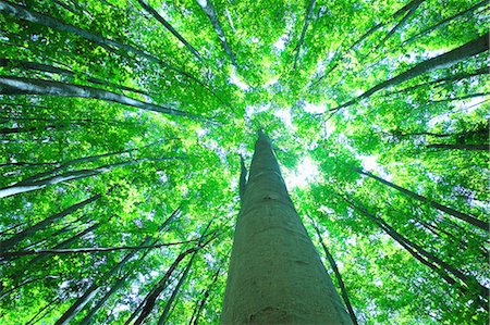 Green forest, Japan Stockbilder - Premium RF Lizenzfrei, Bildnummer: 622-09101142