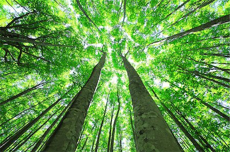 fish eye view people - Green forest, Japan Stock Photo - Premium Royalty-Free, Code: 622-09101143