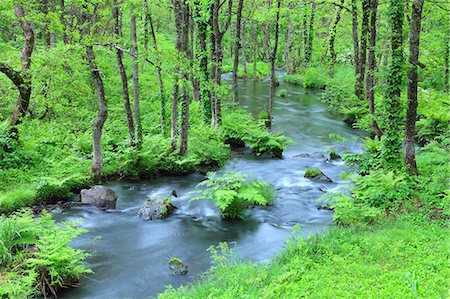 simsearch:622-07841288,k - Water stream in the woods, Fukushima Prefecture, Japan Foto de stock - Sin royalties Premium, Código: 622-09101150