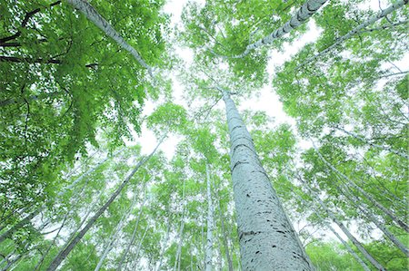 plateau (nature) - Green forest, Japan Photographie de stock - Premium Libres de Droits, Code: 622-09101152