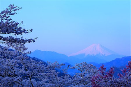 Mount Fuji and cherry blossoms, Yamanashi Prefecture, Japan Stock Photo - Premium Royalty-Free, Code: 622-09101177