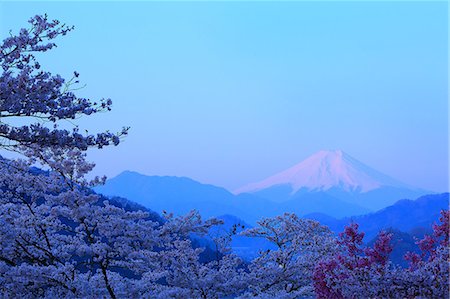 Mount Fuji and cherry blossoms, Yamanashi Prefecture, Japan Foto de stock - Sin royalties Premium, Código: 622-09101177