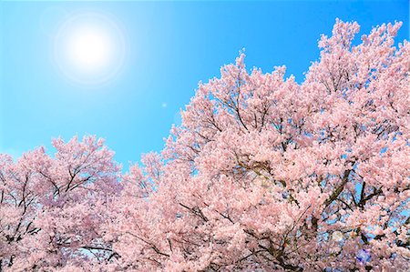 flower nobody - Cherry blossoms in full bloom, Japan Stock Photo - Premium Royalty-Free, Code: 622-09101185