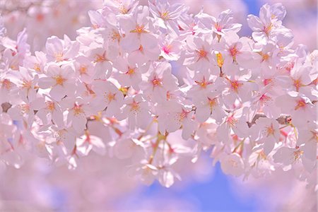 simsearch:622-06398328,k - Cherry blossoms in full bloom, Japan Foto de stock - Sin royalties Premium, Código: 622-09101190