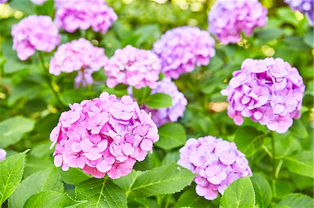 Hydrangea flowers Stock Photo - Premium Royalty-Free, Code: 622-09138570