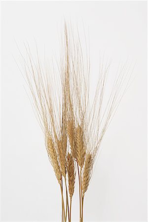 Wheat Stock Photo - Premium Royalty-Free, Code: 622-02354811