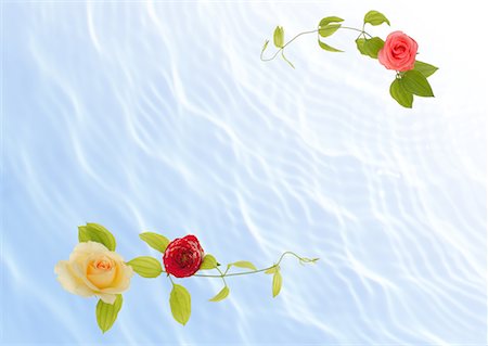flower border design of rose - Floral Paper Stock Photo - Premium Royalty-Free, Code: 622-02354996