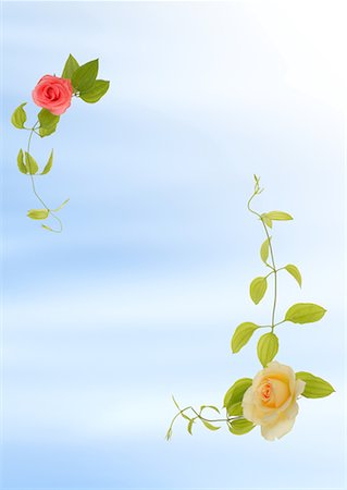 flower border design of rose - Floral Paper Stock Photo - Premium Royalty-Free, Code: 622-02354997