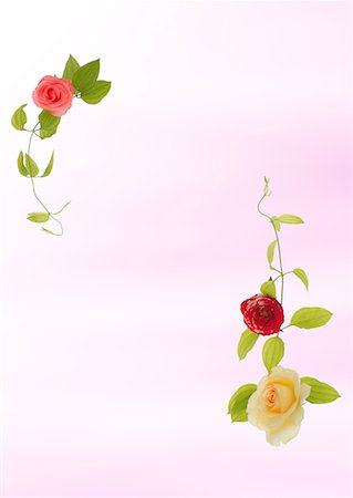 flower border design of rose - Floral Paper Stock Photo - Premium Royalty-Free, Code: 622-02355006