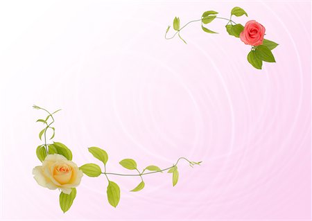 flower border design of rose - Floral Paper Stock Photo - Premium Royalty-Free, Code: 622-02355009