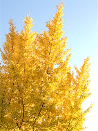 simsearch:622-02355166,k - Autumn Trees Stock Photo - Premium Royalty-Free, Code: 622-02355471