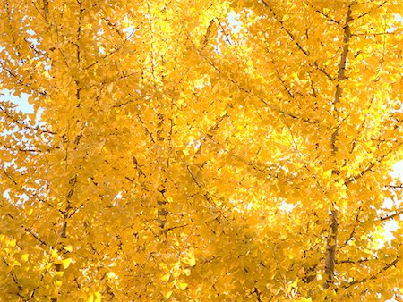 simsearch:622-02355166,k - Autumn Trees Stock Photo - Premium Royalty-Free, Code: 622-02355472