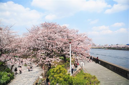 Sakura Stock Photo - Premium Royalty-Free, Code: 622-02395746